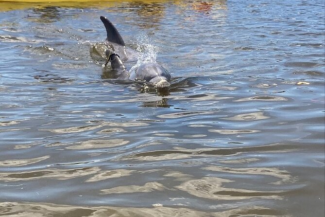 2.5 Hour Kayaking with Manatee and History Tour in Tarpon Springs - Key Things I’d Focus On Before You Go
