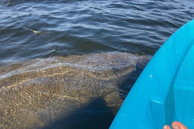 2.5 Hour Kayaking with Manatee and History Tour in Tarpon Springs - Meeting at N Pinellas Ave: What to Expect Before You Paddle