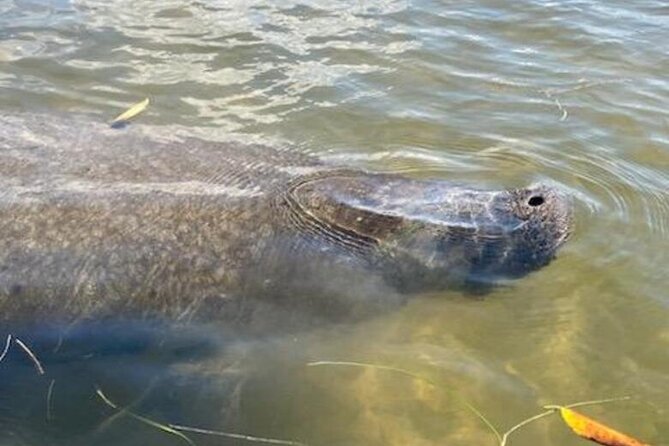 2.5 Hour Kayaking with Manatee and History Tour in Tarpon Springs - Practical Tips to Make Your Day Smoother