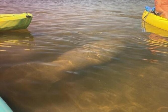 2.5 Hour Kayaking with Manatee and History Tour in Tarpon Springs - Mangroves on a Kayak: The Part That Really Sinks In