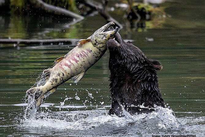 2 Hour Custom Wildlife and Historical Tour - A custom Ketchikan wildlife and history tour that actually adapts