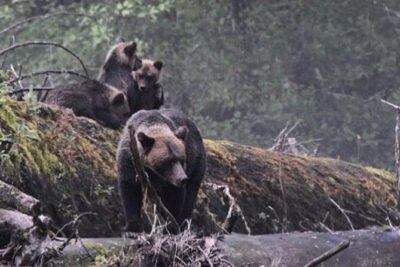 2 Hour Custom Wildlife and Historical Tour - Stop 1: Ketchikan town time—history you can see, not just read