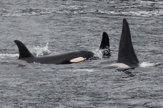 2 Hour Custom Wildlife and Historical Tour - Stop 3: Herring Cove—your best odds for humpbacks and orcas