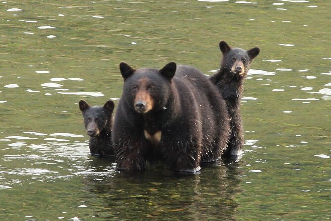 2 Hour Custom Wildlife and Historical Tour - Guides who tailor your route: Kara, Leon, and Dominic in action