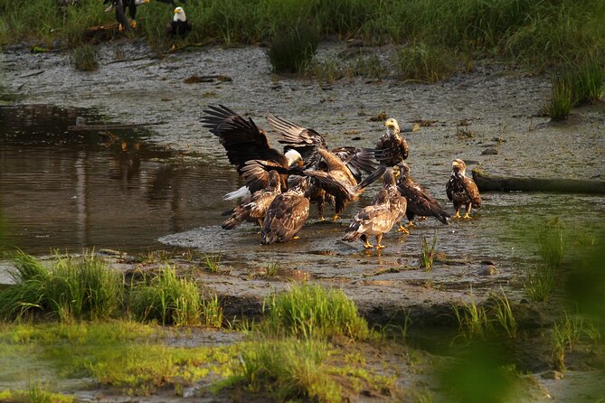 2 Hour Custom Wildlife and Historical Tour - Wildlife expectations: what you can count on (and what you can’t)
