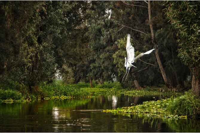 3 Hours of Kayaking at the Ancient Canals of Xochimilco - Arriving at Embarcadero Cuemanco: why the timing matters