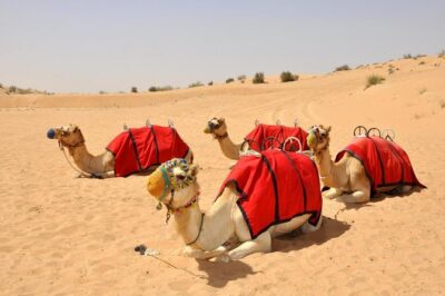 57 Heritage Desert Safari - Falconry, vintage Land Rover trails, and a heritage-first flow