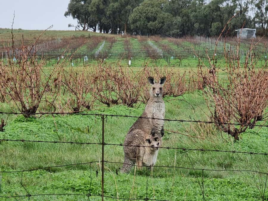 A Clare Valley pickup: Wine and Heritage Tour with a Local. - Lunch at the winery: charcuterie-style, local ingredients, and a reset between tastings
