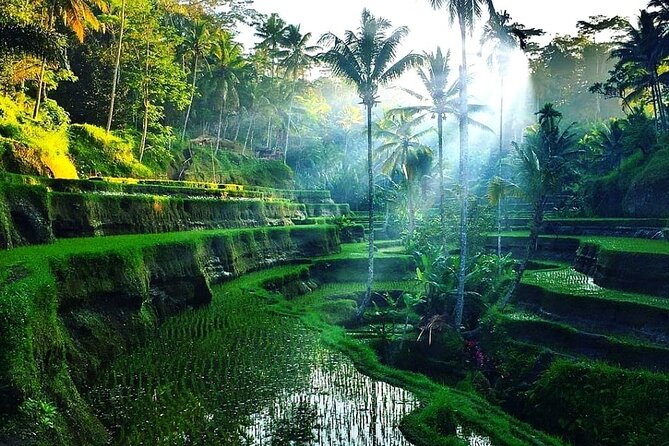 [All Inclusive] The Soul of Bali: Temples, Art & Traditions Tour - Elephant Cave (Goa Gajah): Temple Details With a Human Scale