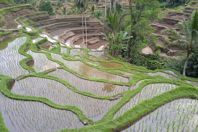 [All Inclusive] The Soul of Bali: Temples, Art & Traditions Tour - Suwat Waterfall: The Easier Walk and the Rock Carvings