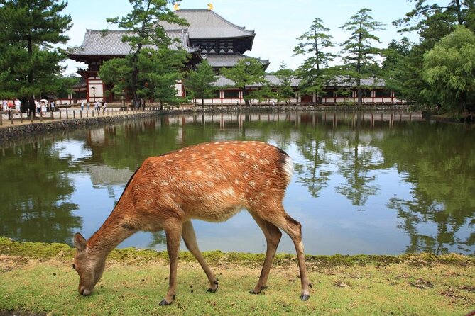 Ancient Capital Tour: Kyoto and Nara Highlights from Kyoto/Osaka - Kyoto and Nara in one day: what this combo is best for