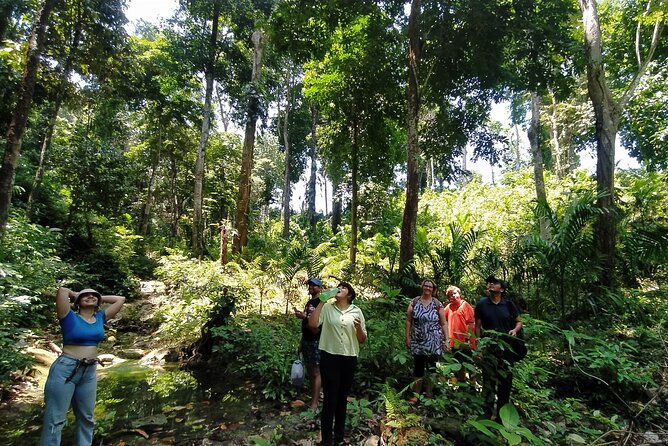 Ancient Lava Stream Trek through dense Tropical forest. - Ancient Lava Stream Trek: what you’re really signing up for