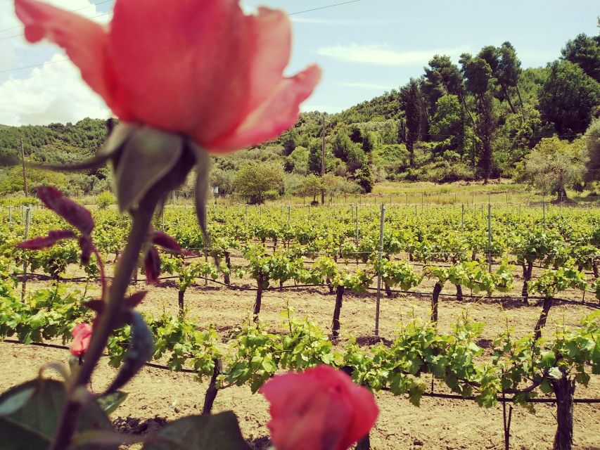 Ancient Olympia: Private Tour site, museum, bee farm, winery - Who this tour is best for