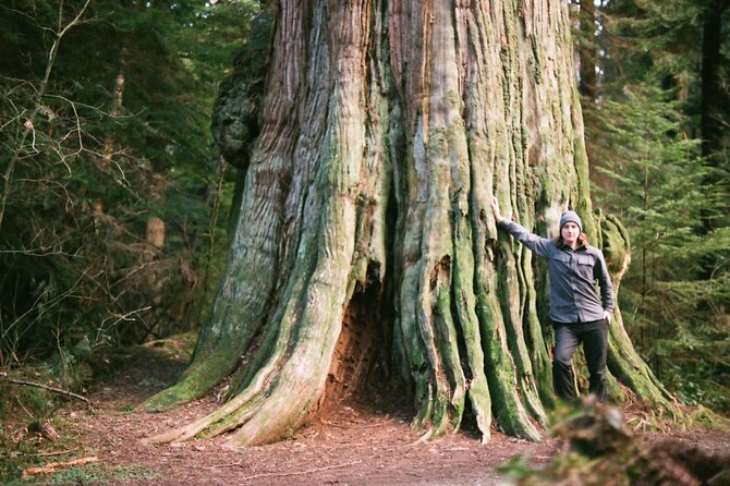 Ancient Trees of Vancouver Walking Tour - Your 3-hour walking plan, from Ferguson Point to back again