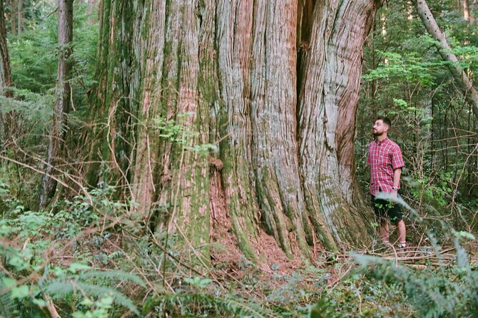 Ancient Trees of Vancouver Walking Tour - How Colin Spratt connects trees to Vancouver’s deeper past