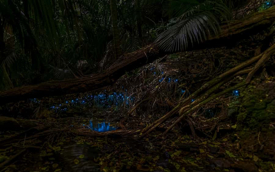 Auckland: Inner-City Glowworm Experience in Ancient Volcano - Pukekawa at night: why this Auckland glowworm tour feels different