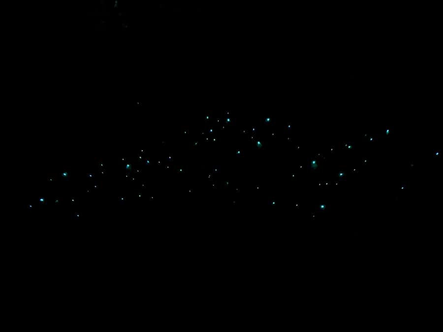 Auckland: Inner-City Glowworm Experience in Ancient Volcano - Wintergarden start and the guided pace into the Domain