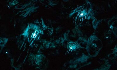 Auckland: Inner-City Glowworm Experience in Ancient Volcano - Getting there from Auckland CBD: easy access with a real walking component