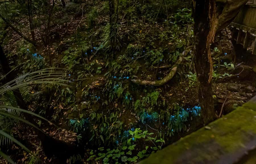 Auckland: Inner-City Glowworm Experience in Ancient Volcano - Waterfalls and Nikau palms: the nature stops that make the hour feel longer