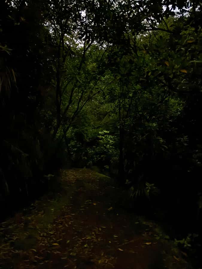 Auckland: Inner-City Glowworm Experience in Ancient Volcano - Photos and the no-flash rule: how to get shots without ruining the night