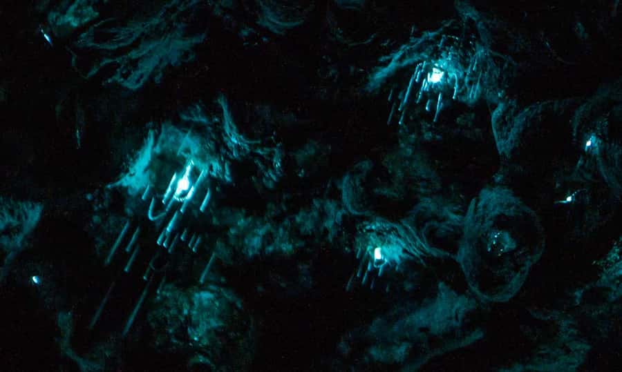 Auckland: Inner-City Glowworm Experience in Ancient Volcano - Getting there from Auckland CBD: easy access with a real walking component