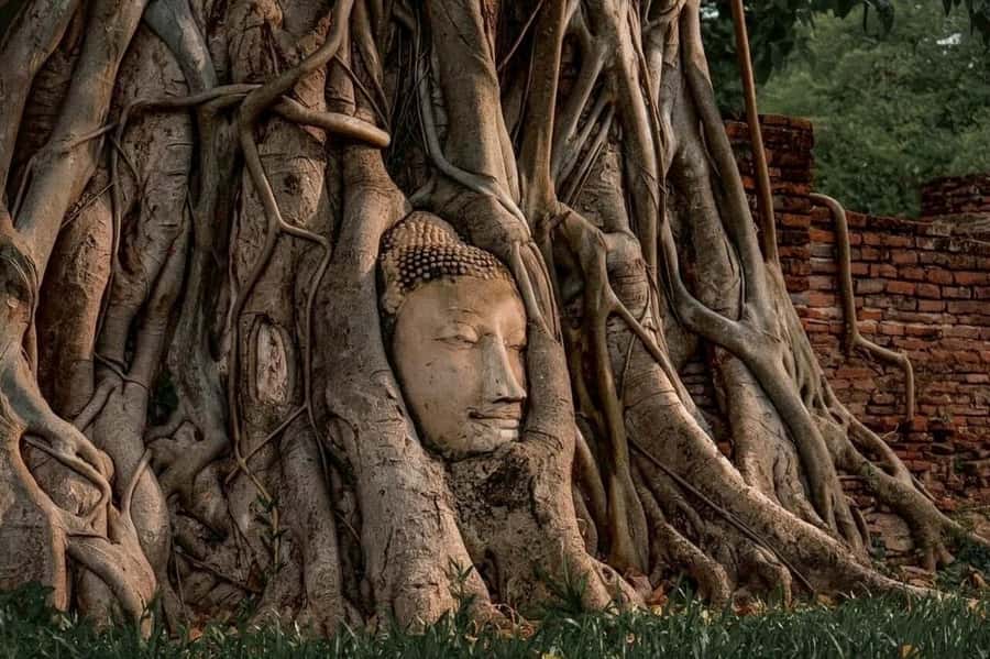 Ayutthaya Private Guided Day Tour, 4 Ancient Temples - Stop 2: Wat Mahathat and the Banyan-Root Buddha Head
