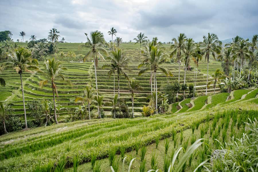 Bali: Tanah Lot UNESCO World Heritage Sites Full-Day Tour - The 10-hour “temples + terraces + sunset” flow
