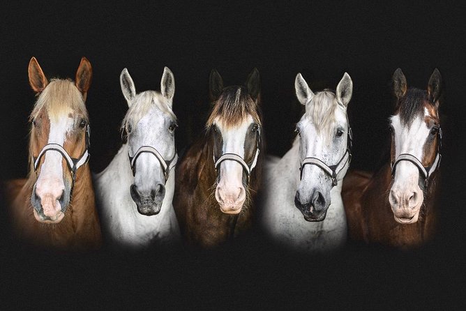Beaufort’s #1 Horse & Carriage History Tour - Timing tips: when a carriage tour works best