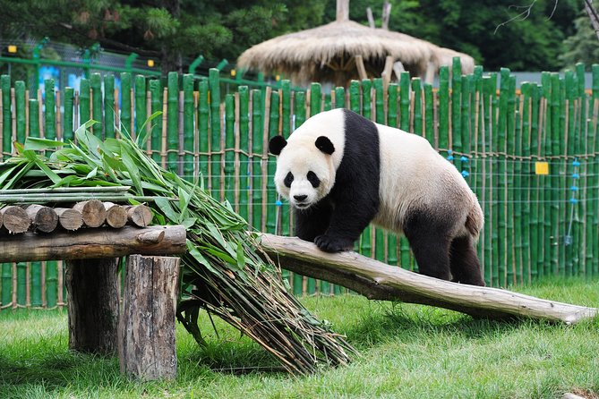 Beijing Historical Tour II including Summer Palace, Lama Temple & Panda Garden - Summer Palace Grounds: The Bridges, Pavilions, and the Time You Save