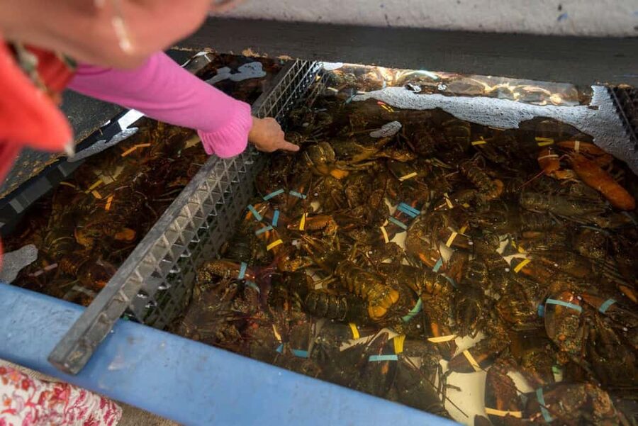 Boston: Guided Seafood Tasting and History Tour - Who should book this seafood tasting and history tour