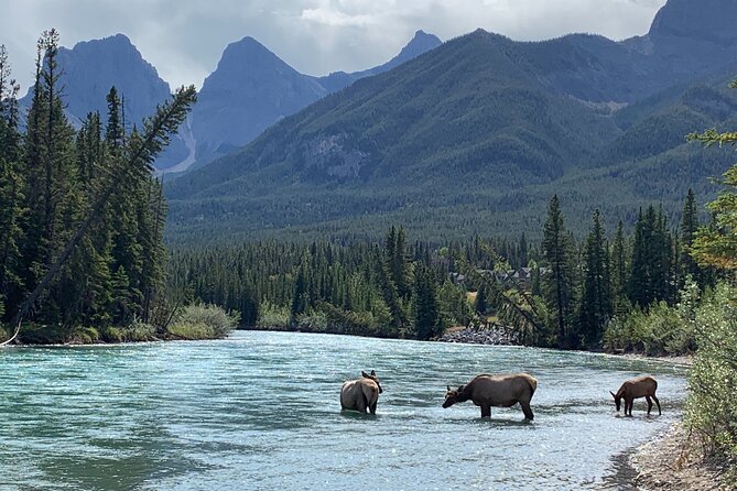 Canmore Cowboys and Coal Miners History Tour - 2H Walk - Canmore’s landmarks you’ll actually notice after this