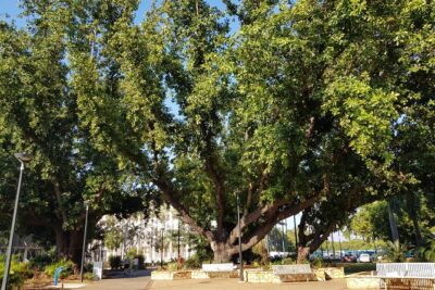 Darwin Heritage Walk - Getting Oriented at the Start Corner: Where the Walk Begins