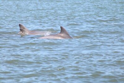 Dolphin and Wildlife History Tour - Captains and guides: why the vibe feels personal