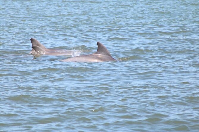 Dolphin and Wildlife History Tour - Captains and guides: why the vibe feels personal