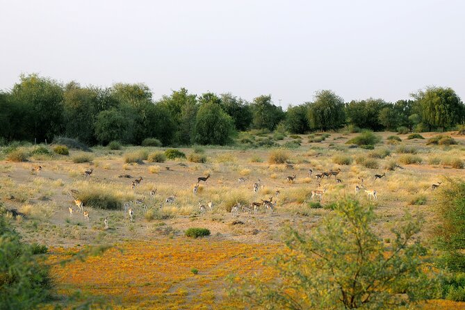 Dubai Evening Heritage Safari by Vintage G Class Al Marmoom Oasis - Bedouin Village Welcome: Gahwa, Sweets, Camel Caravan