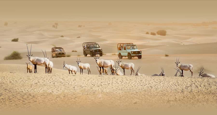 Dubai: Heritage Safari, Camel Ride & Al Marmoom Oasis Dinner - Al Marmoom in 6 Hours: The Timing That Keeps It Fun