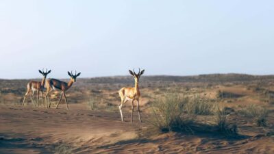 Dubai: Heritage Safari in Vintage Land Rover with Dinner - Dubai Desert Conservation Reserve: wildlife spotting without the usual commotion
