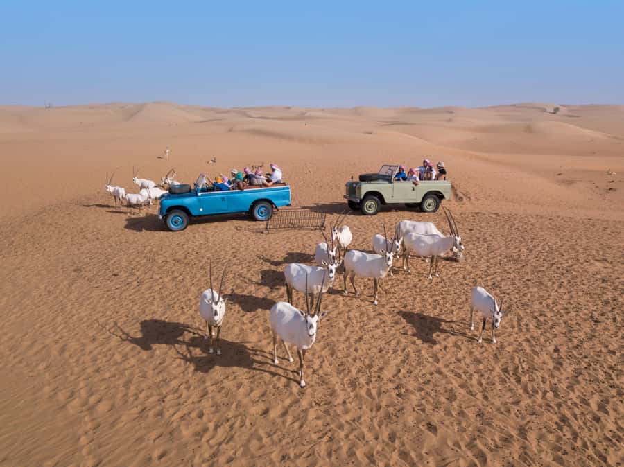 Dubai: Heritage Safari in Vintage Land Rover with Dinner - Drumming and Yola: how the culture portion stays interactive