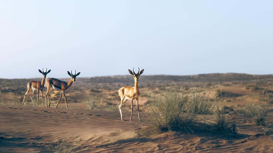 Dubai: Heritage Safari in Vintage Land Rover with Dinner - Dubai Desert Conservation Reserve: wildlife spotting without the usual commotion