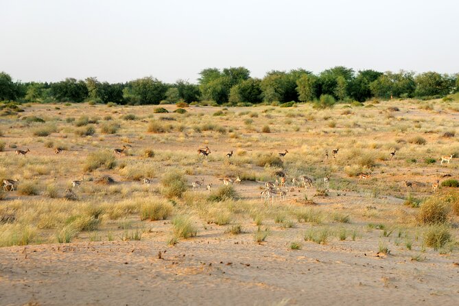 Dubai: Morning Heritage Safari by Vintage G Class & Al Marmoom Oasis - Who this morning heritage safari is best for