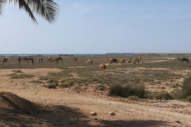 East Salalah Highlights: Half-Day Heritage & Scenic Countryside - Wadi Darbat: The Spring Valley Break You’ll Thank Yourself For