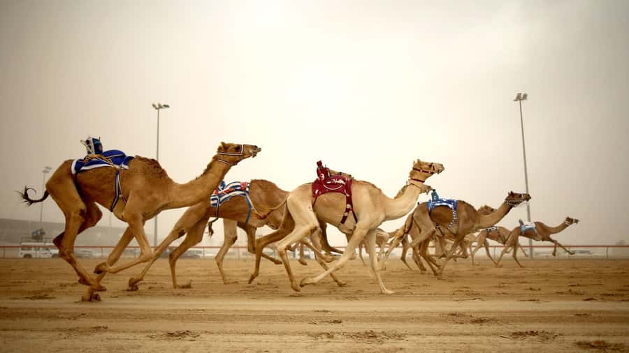 Explore Qatar’s Past: North & West Full-Day Heritage Tour - Zubarah Fort: The UNESCO Stop That Makes the Day Feel Real