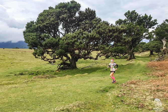Fanal Ancient Forest Running Tour (Easy-Moderate) - Quick hits before you go