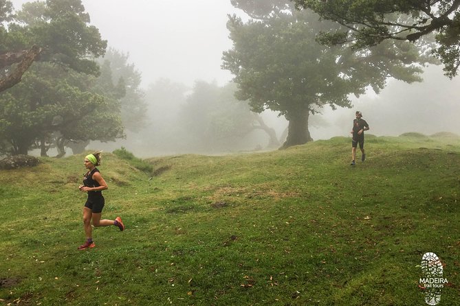 Fanal Ancient Forest Running Tour (Easy-Moderate) - Into the Fanal Ancient Forest with a real running focus