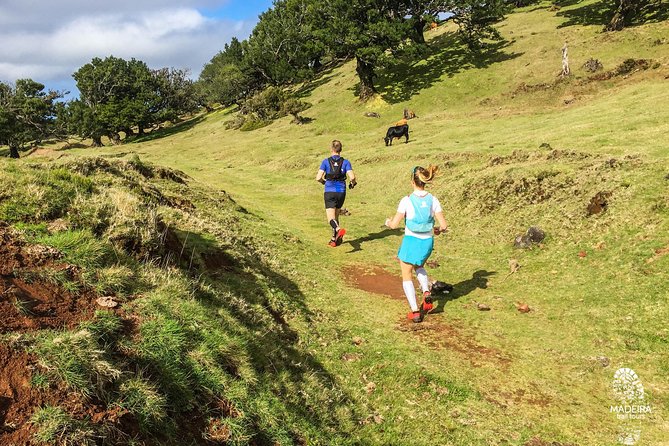 Fanal Ancient Forest Running Tour (Easy-Moderate) - Climb to Vereda do Fanal: the first act of the route