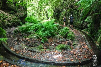 Fanal Ancient Forest Running Tour (Easy-Moderate) - Start point and pickup: where your run begins in Funchal