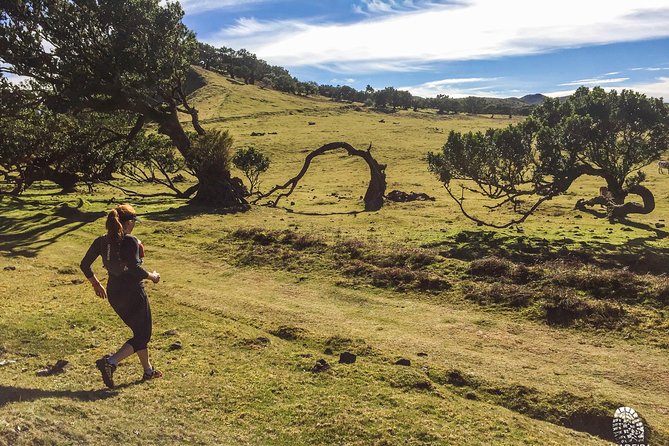 Fanal Ancient Forest Running Tour (Easy-Moderate) - Fanal Forest itself: cows, ancient trees, and that unreal open space