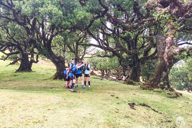 Fanal Ancient Forest Running Tour (Easy-Moderate) - How long should you plan for: timing and effort