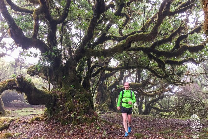 Fanal Ancient Forest Running Tour (Easy-Moderate) - Price and value: is $78.19 worth it?