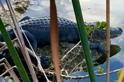 Florida Keys Nature & History Tour from Key West - Bahia Honda State Park Beaches and the Historic Rail Bridge